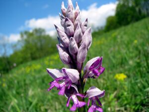Orchidee Günserode